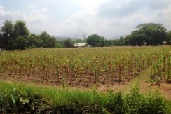 7.2 Hec Farm Lot in Bangar, La Union, Philippines