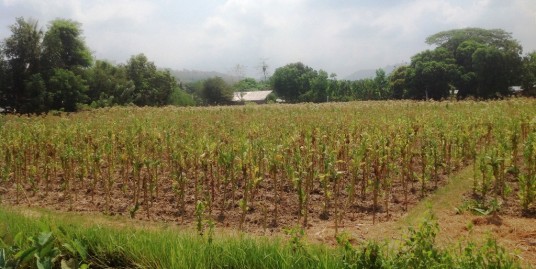 7.2 Hectare Farm Lot For Sale in Bangar, La Union, Ilocos