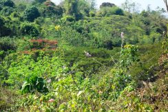 5,000 Sqm San Juan Farm Lot For Sale