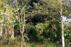 6 Hectares Farm Lot for Sale in La Union Philippines (Bauang)