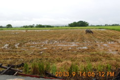 Rush sale Titled Farm lot in Pangasinan