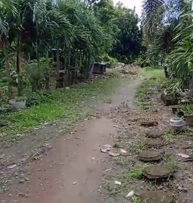 3 Hectares Farm Lot For Sale in San Juan, La Union-2