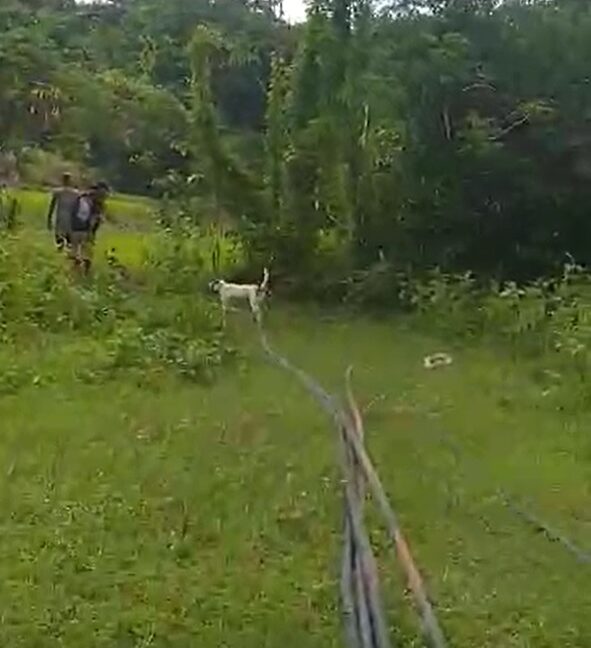 3 Hectares Farm Lot For Sale in San Juan, La Union-3