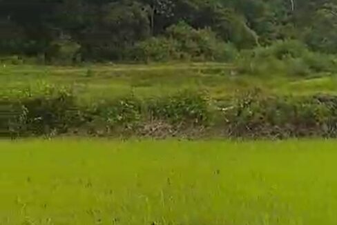 3 Hectares Farm Lot For Sale in San Juan, La Union-4