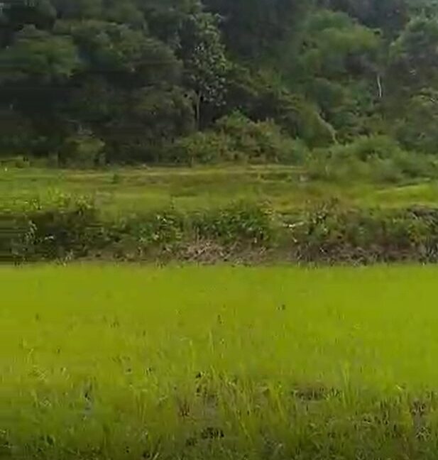 3 Hectares Farm Lot For Sale in San Juan, La Union-4