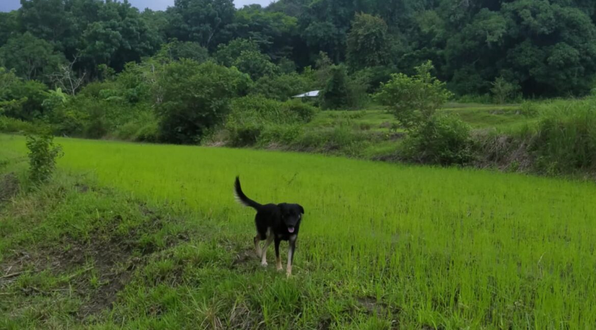 3 Hectares Farm Lot For Sale in San Juan, La Union-5