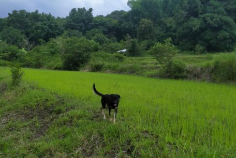 3 Hectares Farm Lot For Sale in San Juan, La Union-5
